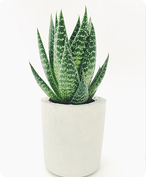 plant-01