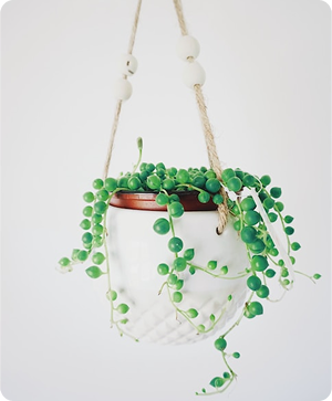 plant-01