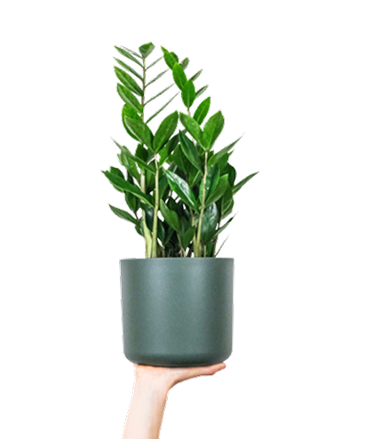 hero-plant